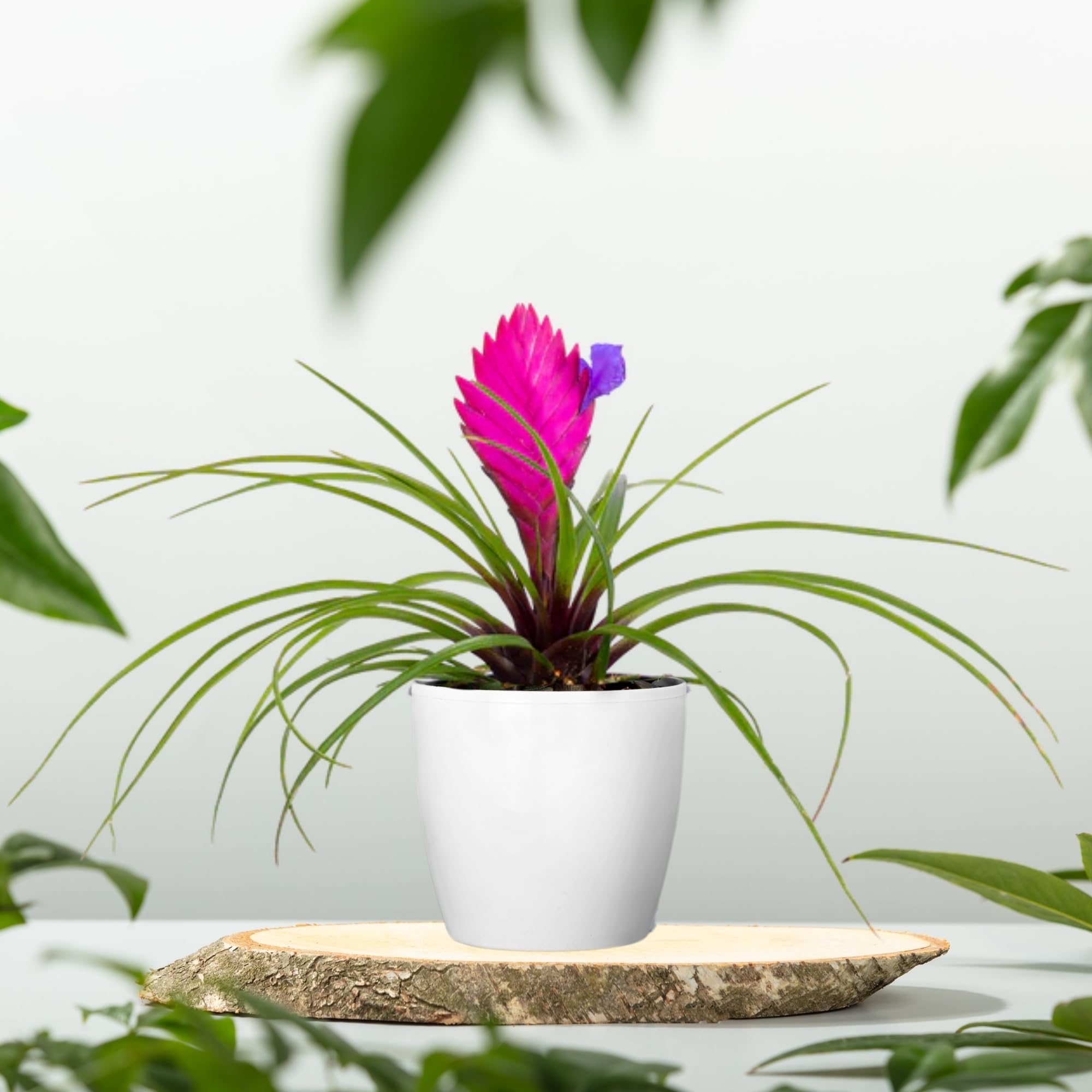 Divine Blossoms Airplant Tillandsia Cyanea Pink Quill Plant